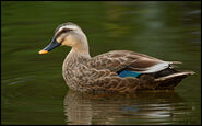 Spot-Billed Duck as Mallard