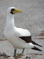 Masked Booby.jpg