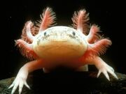 Mexican-axolotl 780 600x450.jpg