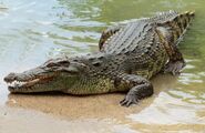 Nile Crocodile as Itself