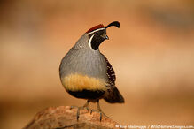 Quail.jpg