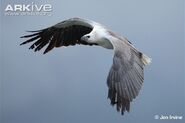 White-bellied-sea-eagle-in-flight