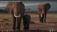 Amazing Animals African Bush Elephants.png (1.5 MB)