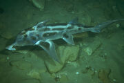 Elephant Fish.jpg
