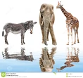 Giraffe-elephant-zebra-isolated-white-31179539.jpg (421 KB)
