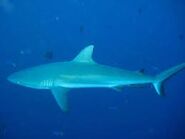 Grey reef shark swimming