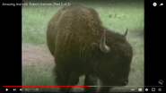 American Bison