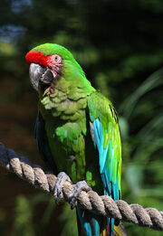 Macaw, Military.jpg