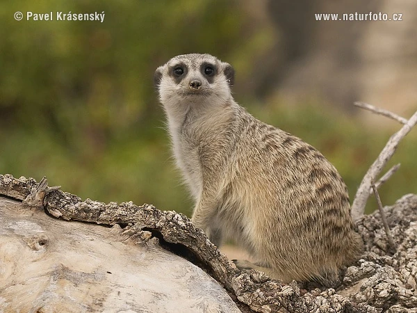 Skunk Fu! (NatureRules1 Version) | The Parody Wiki | Fandom