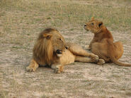 Murchison Falls lions