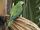 Red-Bellied Macaw
