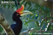 Rhinoceros Hornbill.jpg