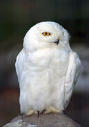 Snowy Owl as Hedwig