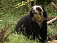 Andean Spectacled Bear as Bistahieversor