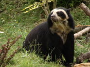 Spectacled-Bears