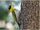 Black-Headed Woodpecker