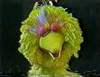 Big Bird falls asleep while waiting for the moon