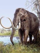Columbian mammoth (Mammuthus columbi)