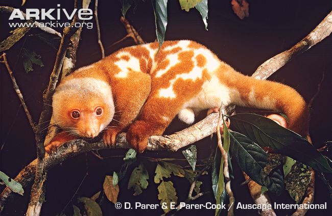 Common Spotted Cuscus The Parody Wiki Fandom