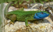 European green lizard.jpg