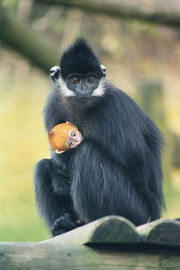 Francoiss-langur.jpg