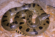 Green Anaconda as Little Autro