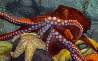 Octopus, Giant Pacific.jpg