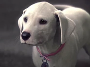 Oddball in 102 Dalmatians