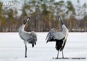 Pair-of-common-cranes-displaying