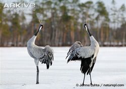 Pair-of-common-cranes-displaying.jpg