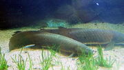 Queensland Lungfish (Neoceratodus forsteri).jpg