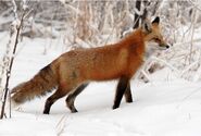 Red Fox as Ninetales