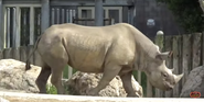 San Fransico Zoo Rhino