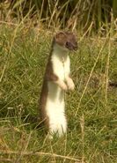 Stoat as Niel DeBuck Weasel