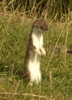 Stoat.jpg