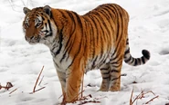 Tiger, Siberian (Amur) (V2).png (416 KB)