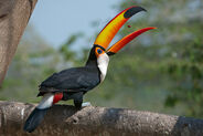 Toco Toucan as Caiuajara