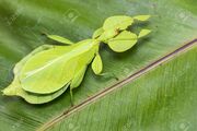 41750380-phyllium-giganteum-leaf-insect-walking-leave-insect-on-tree-in-tropical-forests-from-chiang-mai-thai.jpg