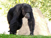 Chimpanzee, Westen.jpg