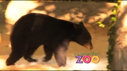 Dickerson Park Zoo Bear