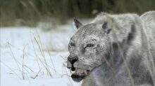 European Cave Lion.jpg