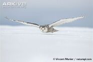 Female-snowy-owl-flying-low-over-the-ground