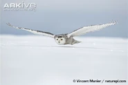 Snowy Owl as Hedwig