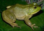 American Bullfrog as African Bullfrog