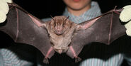 Fruit Bat, Jamaican