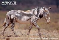 Grévy's Zebra.jpg