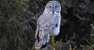 Great Grey Owl as Elsa