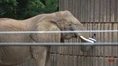 Memphis Zoo Elephant (V2).png (1.23 MB)