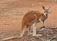 Red Kangaroo.jpg (369 KB) Red Kangaroo