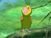 Rileys Adventures Yellow-Headed Amazon